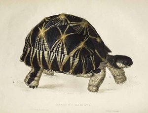 Testudo radiata af Edward Lear